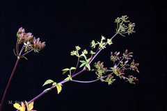 Sivadasania josephiana